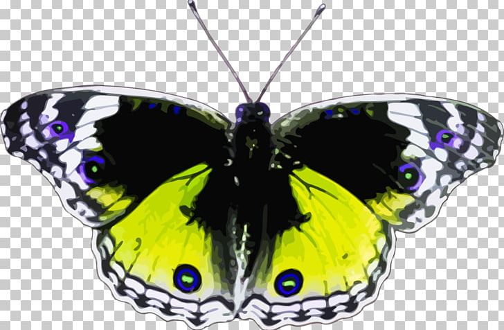 Butterfly PNG, Clipart, Arthropod, Brush Footed Butterfly, Butterfly, Encapsulated Postscript, Insect Free PNG Download