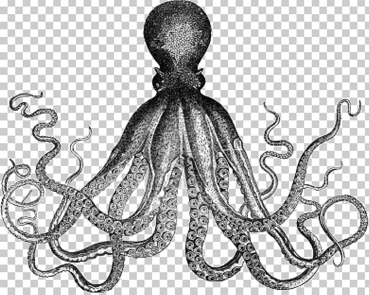 Octopus Antique Kraken PNG, Clipart, Antique, Black And White, Blueringed Octopus, Body Jewelry, Cephalopod Free PNG Download