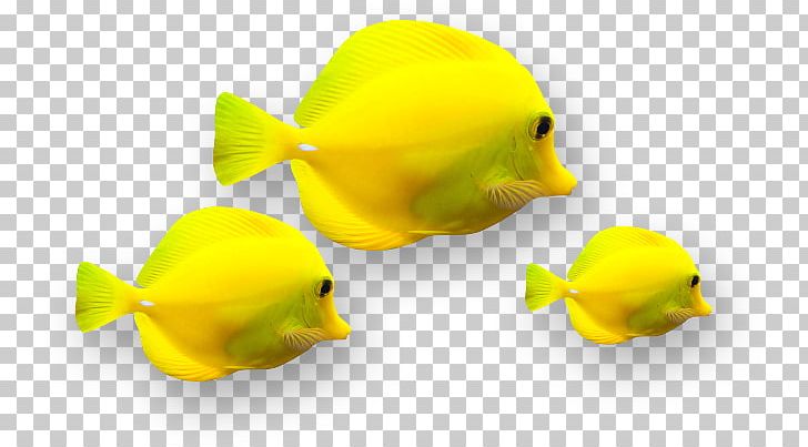 Ornamental Fish Yellow PNG, Clipart, Animals, Color, Designer, Fish, Floral Design Free PNG Download