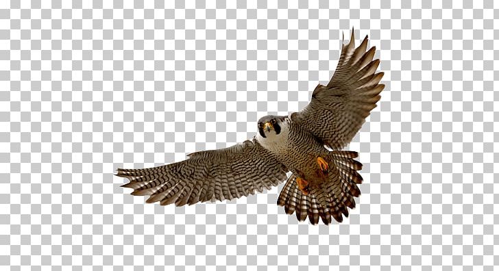 Peregrine Falcon PNG, Clipart, Accipitriformes, Animals, Beak, Bird, Bird Of Prey Free PNG Download