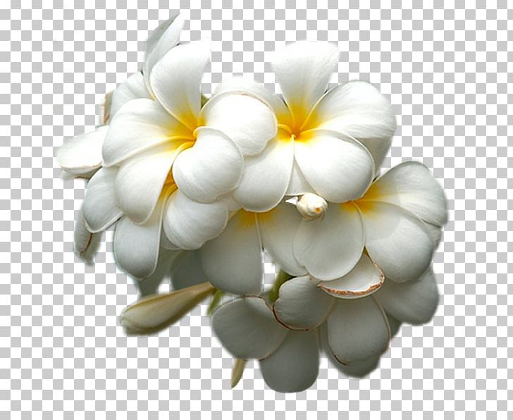White Petal Lilac Flower Yellow PNG, Clipart, Cicek, Cicek Resimleri, Cloud, Color, Flower Free PNG Download