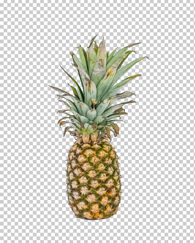 Pineapple PNG, Clipart, Biology, Flowerpot, Fruit, Pineapple, Plants Free PNG Download