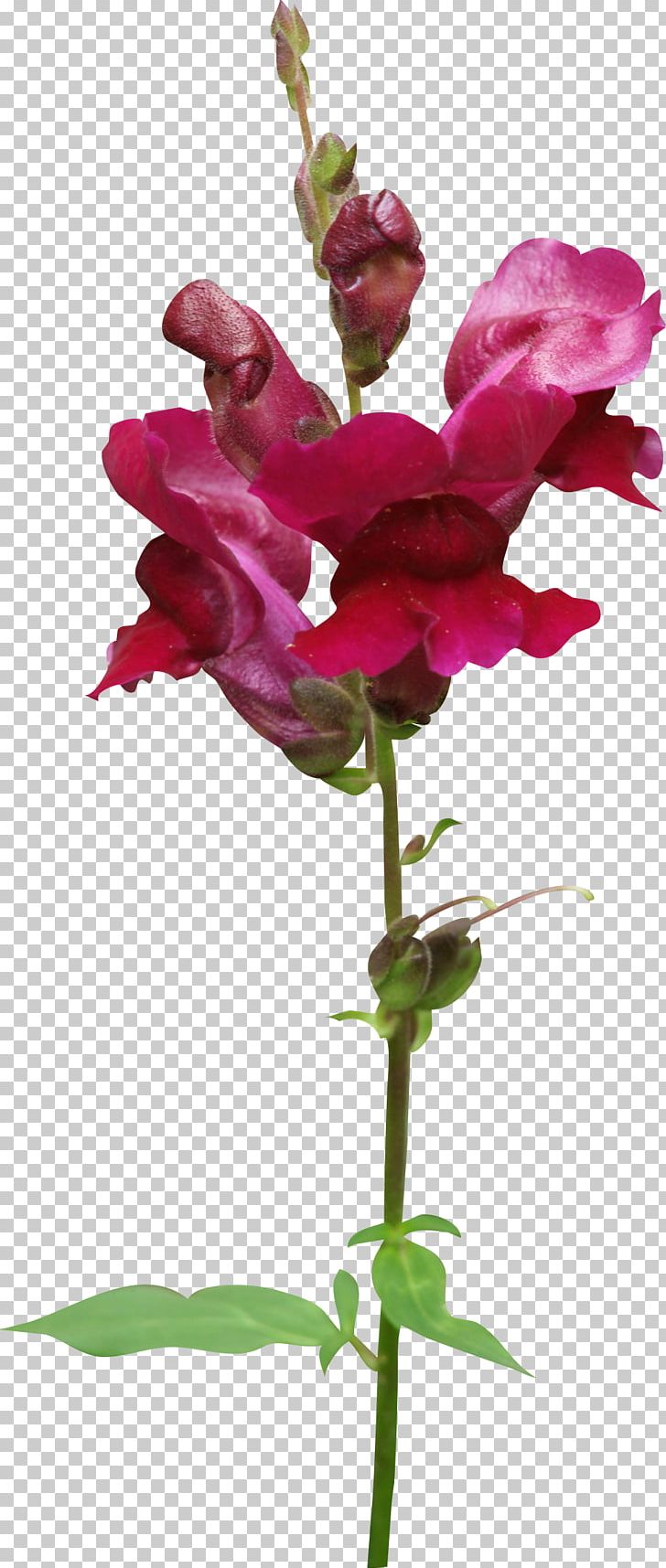 Cut Flowers Magenta Plant Purple PNG, Clipart, Cut Flowers, Flower, Flowering Plant, Herbaceous Plant, Magenta Free PNG Download