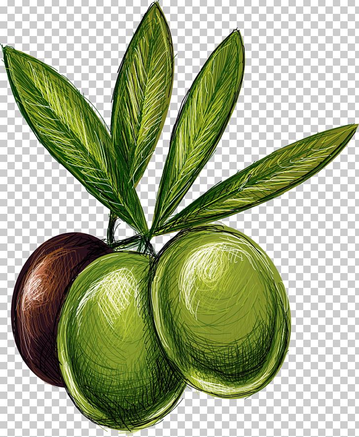 Lime Olive Drawing Illustration PNG, Clipart, Black Olive, Cartoon, Cartoon Fruit, Food, Fruit Free PNG Download
