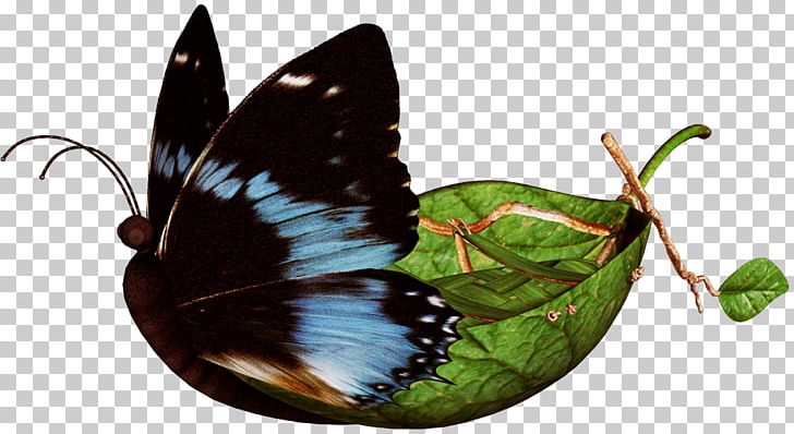 Nymphalidae Butterfly PNG, Clipart, Animal, Animation, Brush Footed Butterfly, Butterflies And Moths, Decoupage Free PNG Download
