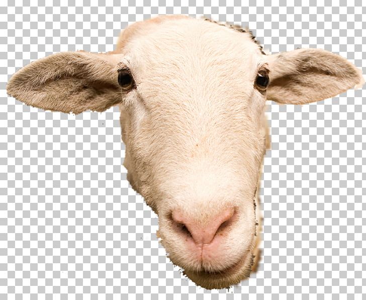 Scottish Blackface Goat Cattle Caprinae PNG, Clipart, Animals, Animal Slaughter, Caprinae, Cattle, Cattle Like Mammal Free PNG Download