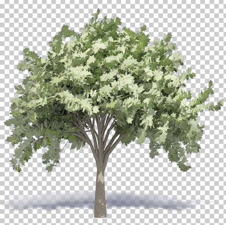 Woody Plant Tree Autodesk Revit Building Information Modeling PNG, Clipart, Archicad, Artlantis, Autocad Dxf, Autodesk Revit, Axonometric Projection Free PNG Download