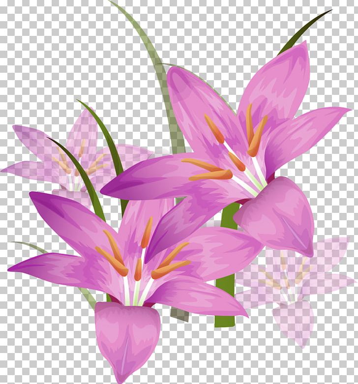 Lilium Information Crocus PNG, Clipart, Crocus, Cut Flowers, Digital Image, Drawing, Email Free PNG Download