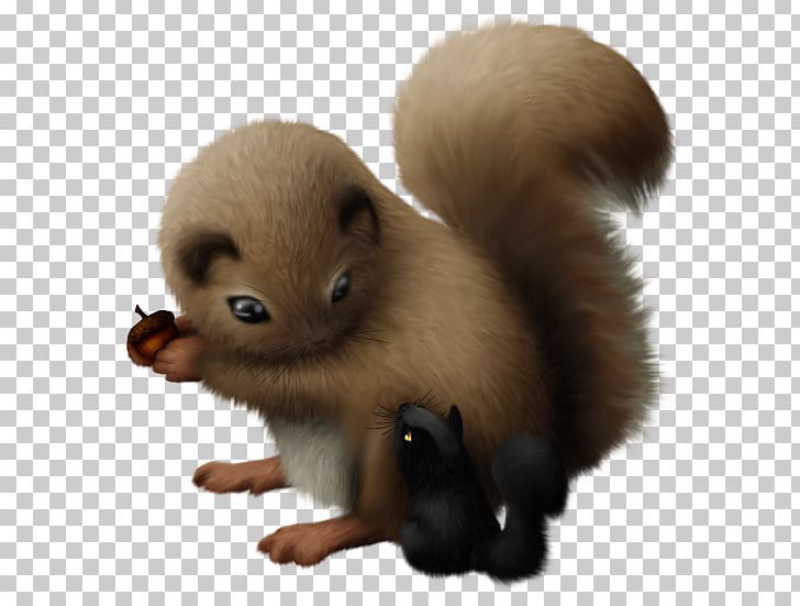 Rodent Fauna Fur Snout PNG, Clipart, Fauna, Fur, Mammal, Others, Rodent Free PNG Download