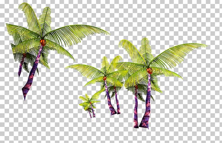 Coconut Tree Arecaceae PNG, Clipart, Arecaceae, Christmas Tree, Coconut, Coconut Trees, Computer Wallpaper Free PNG Download