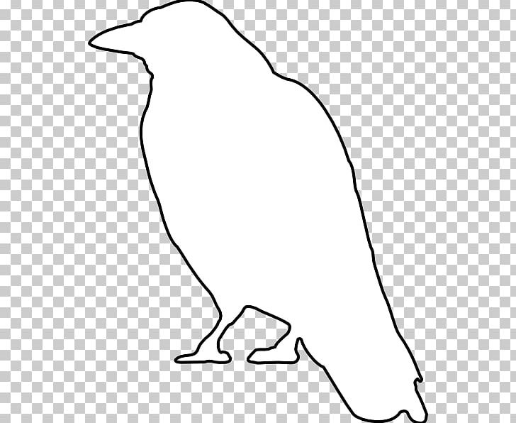 Common Raven Crow PNG, Clipart, Animal, Animals, Area, Beak, Bird Free PNG Download