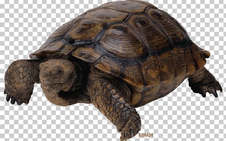 Pig-nosed Turtle Reptile PNG, Clipart, Animal, Animals, Box Turtle, Chelydridae, Common Snapping Turtle Free PNG Download