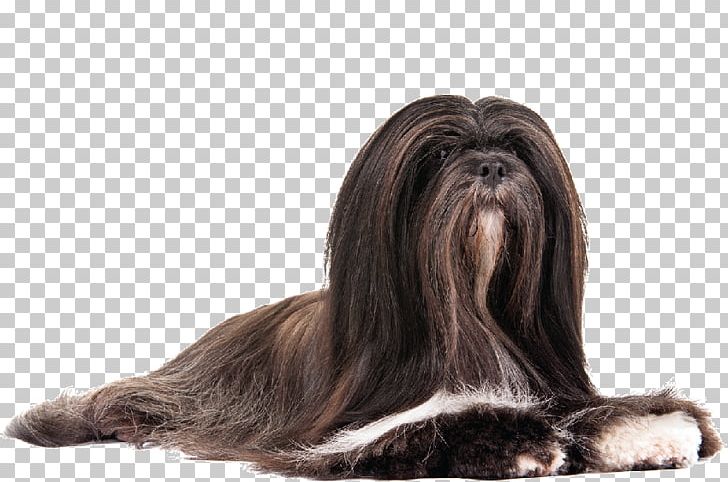 The Lhasa Apso Shih Tzu Puppy PNG, Clipart, Affenpinscher, American Kennel Club, Breed, Carnivoran, Companion Dog Free PNG Download