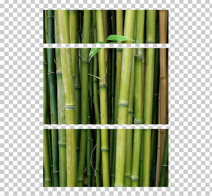 Bamboo Plants Medussah 0 Mermaid PNG, Clipart, Asparagus, Bamboo, Edit, Grass Family, Mermaid Free PNG Download