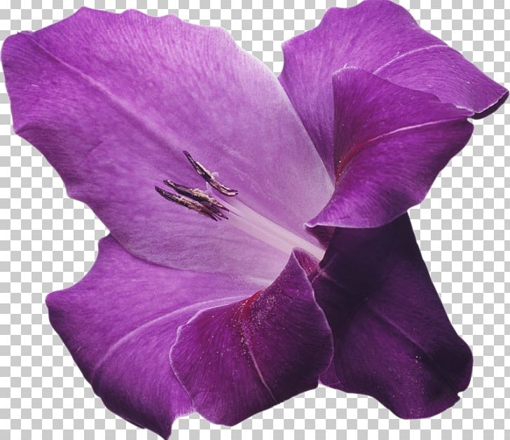 Flower Gladiolus Violet Lilac PNG, Clipart, Color, Flower, Flowering Plant, Garden Roses, Gladiolus Free PNG Download