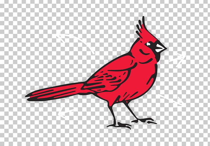 Northern Cardinal Bird Cardinal City Realty PNG, Clipart, Animals, Art, Artwork, Beak, Bird Free PNG Download