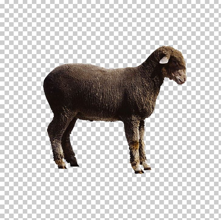 Sheep Goat Cattle PNG, Clipart, Animal, Animals, Animal Slaughter, Cartoon Goat, Cow Goat Family Free PNG Download