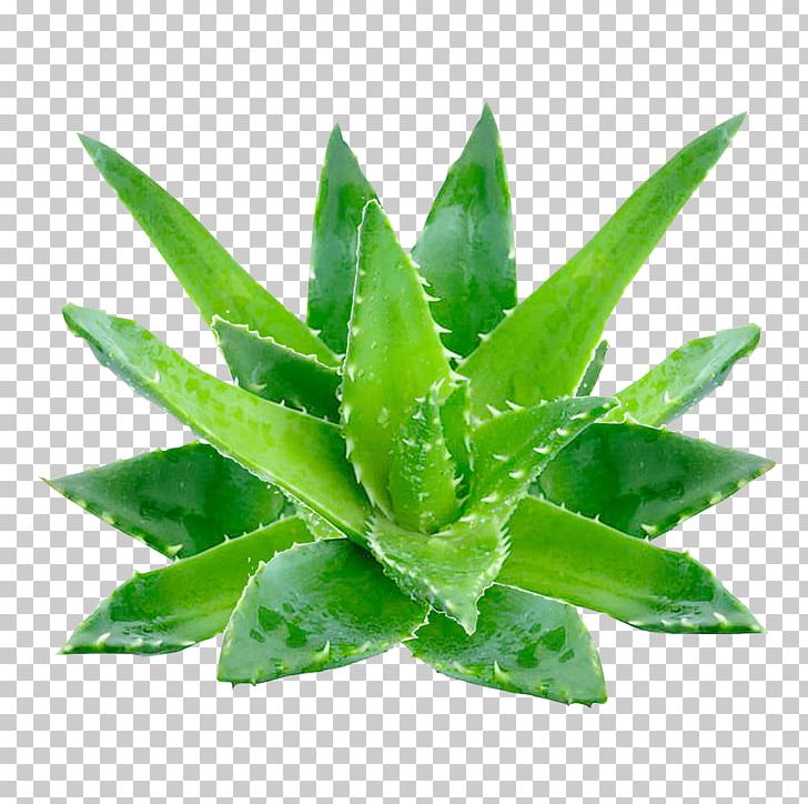 Aloe Vera Gel Oil Skin Extract PNG, Clipart, Aloe, Aloe Vera, Aloin, Chemical Synthesis, Extract Free PNG Download
