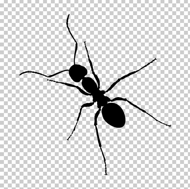 Ant Insect Desktop PNG, Clipart, Animals, Ant, Ants, Arthropod, Black And White Free PNG Download