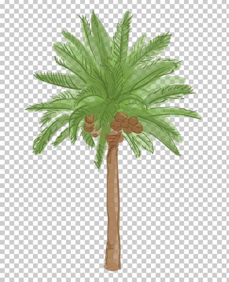 Arecaceae Tree Date Palm Plant Roystonea Regia PNG, Clipart, Arecaceae, Arecales, Asian Palmyra Palm, Borassus Flabellifer, Coconut Free PNG Download