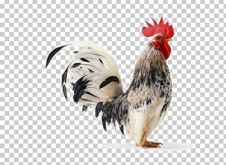 Chicken Rooster PNG, Clipart, Animals, Badminton Shuttle Cock, Big Cock,  Bird, Chicken Free PNG Download
