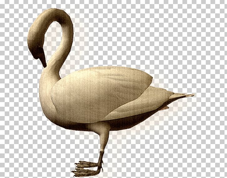 Duck Cygnini Goose Cartoon PNG, Clipart, Anatidae, Animal, Animals, Animated Film, Anseriformes Free PNG Download