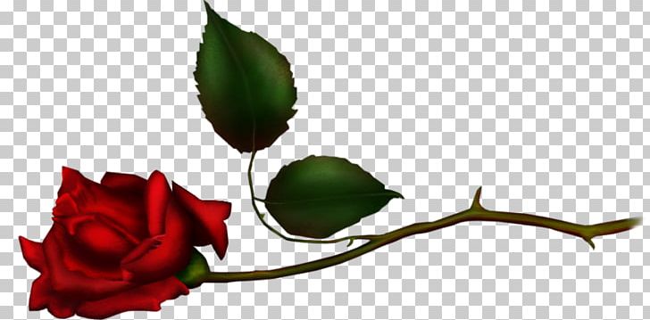Garden Roses PNG, Clipart, Branch, Bud, Computer Wallpaper, Cut Flowers, Desktop Wallpaper Free PNG Download