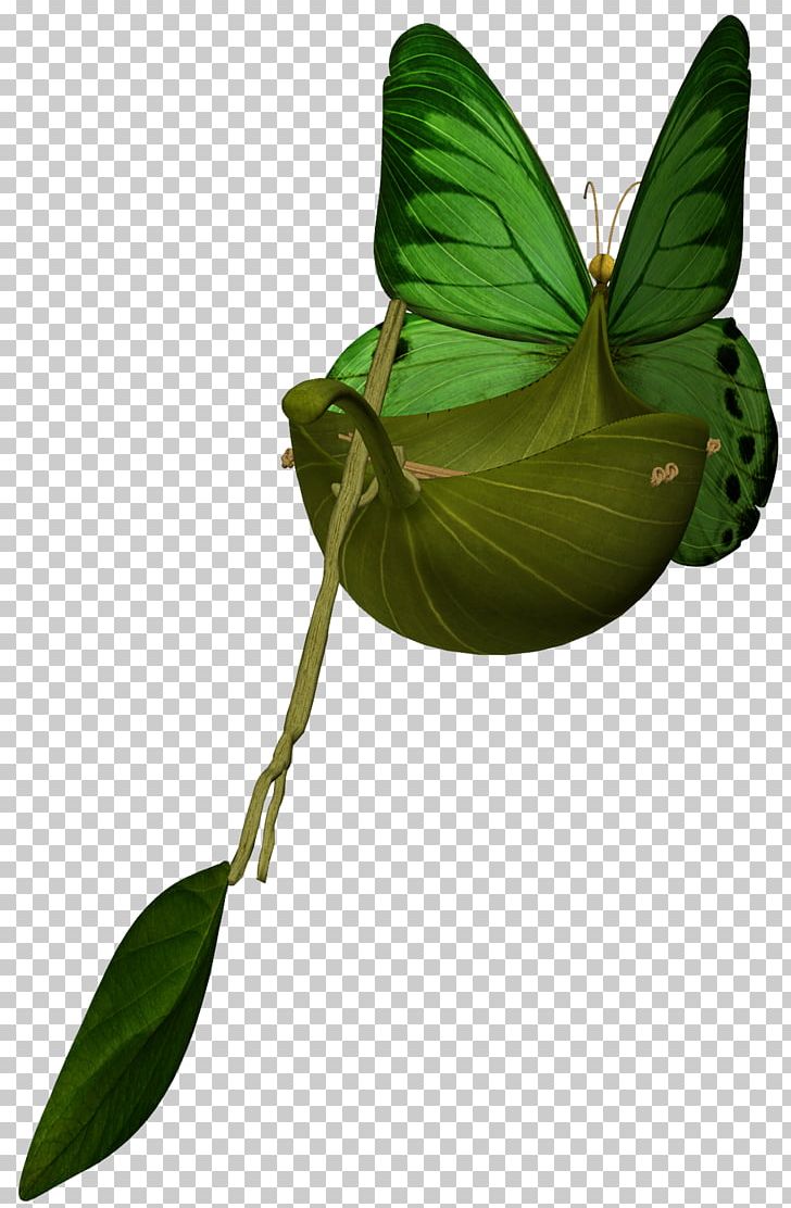 Leaf Plant Stem PNG, Clipart, Butterfly, Insect, Invertebrate, Leaf, Moths And Butterflies Free PNG Download