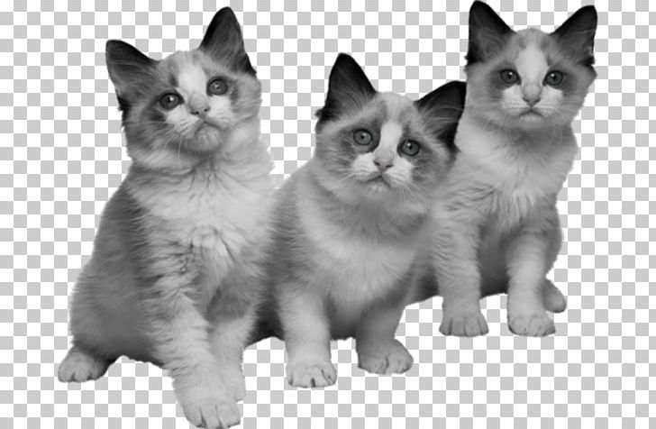 Persian Cat Norwegian Forest Cat Malayan Cat Turkish Van Kitten PNG, Clipart, American Wirehair, Animal, Animals, Carnivoran, Cat Like Mammal Free PNG Download