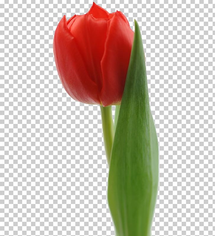 Tulip Red White Flower Bouquet PNG, Clipart, Blue, Bud, Cut Flowers, Flower, Flower Bouquet Free PNG Download