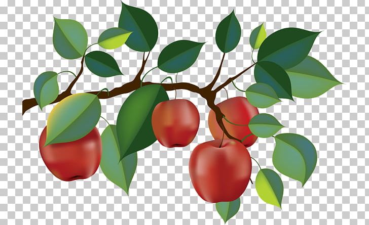 Apple Orchard Fruit Picking Branch PNG, Clipart, Acerola, Acerola Family, Apple, Apple Tree, Berry Free PNG Download