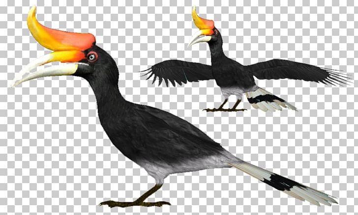 Bird Rhinoceros Hornbill Zoo Tycoon 2 Toucan Great Hornbill PNG, Clipart, Animals, Azure Kingfisher, Beak, Bird, Bluewinged Kookaburra Free PNG Download