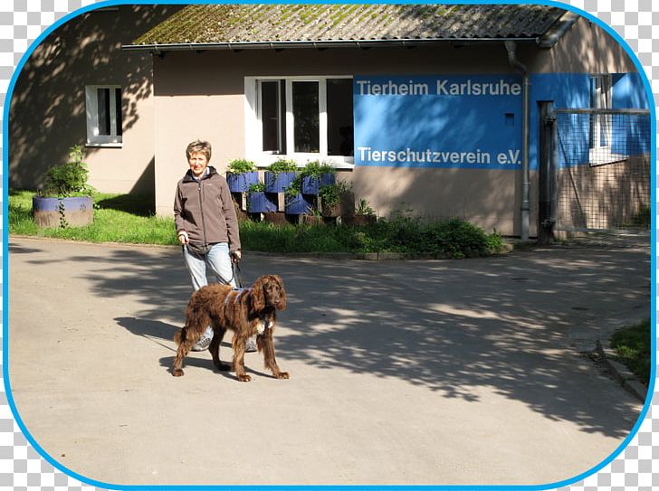 Dog Breed Tierschutzverein Karlsruhe U. Umgebung E.V. Animal Shelter Volunteering PNG, Clipart, Animal, Animals, Animal Shelter, Breed, Child Free PNG Download
