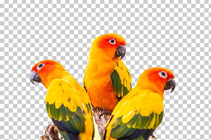 Sun Conure Green-cheeked Parakeet Parrot Bird PNG, Clipart, Animal, Aratinga, Beak, Color, Colorful Background Free PNG Download