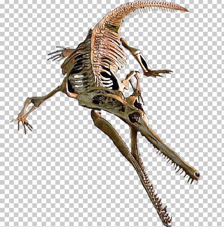 Velociraptor Champsosaurus Tyrannosaurus Judith River Formation Maiasaura PNG, Clipart, Carnivoran, Champsosauridae, Champsosaurus, Champsosaurus Laramiensis, Champsosaurus Natator Free PNG Download