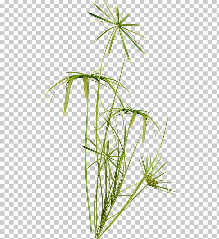 Yellow Nutsedge Plant Stem Flower PNG, Clipart, Branch, Commodity, Flora, Flower, Flowering Plant Free PNG Download