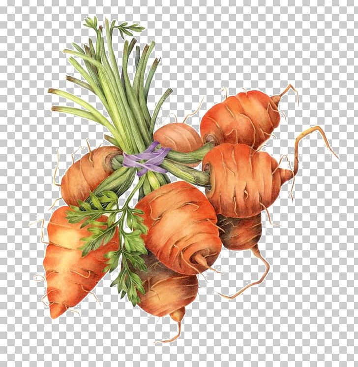 Carrot Botanical Illustration Drawing Botany PNG, Clipart, Art, Botanical Illustration, Botanical Illustrator, Botany, Canvas Print Free PNG Download