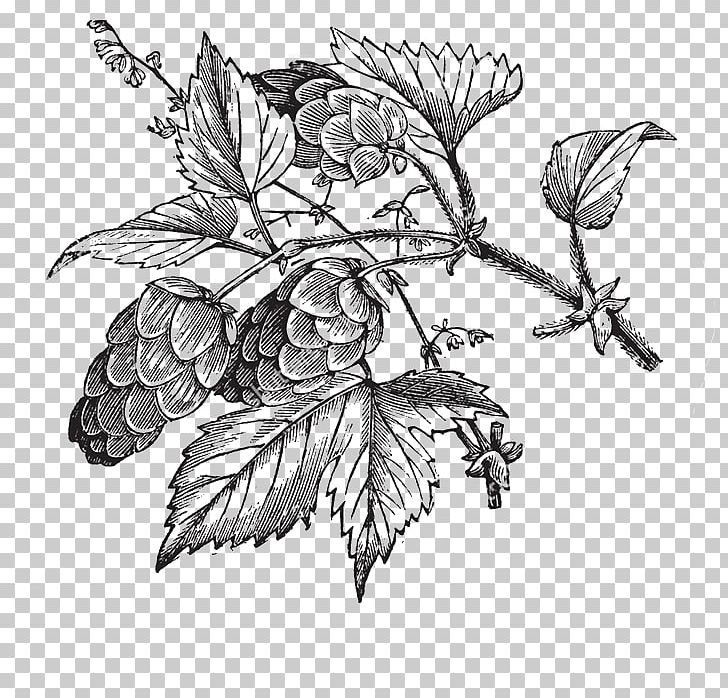 Common Hop Beer Hops PNG, Clipart, Art, Beer, Black And White, Branch, Engraving Free PNG Download