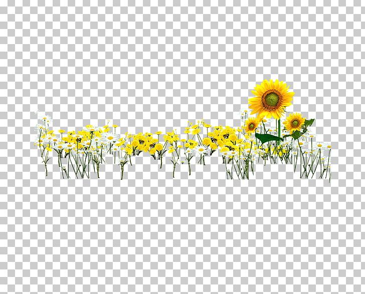 Common Sunflower PNG, Clipart, Cut Flowers, Daisy, Daisy Family, Encapsulated Postscript, Flora Free PNG Download