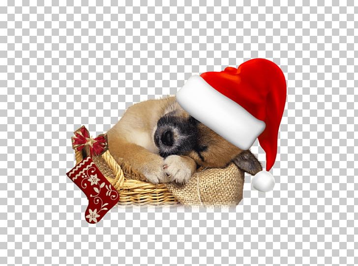 Dog Christmas Tree Santa Claus Puppy PNG, Clipart, Animal, Animals, Bonnet, Carnivoran, Christmas Free PNG Download