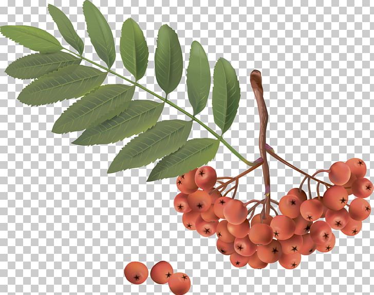 Sorbus Aucuparia PNG, Clipart, Berry, Digital Image, Encapsulated Postscript, Food, Fruit Free PNG Download