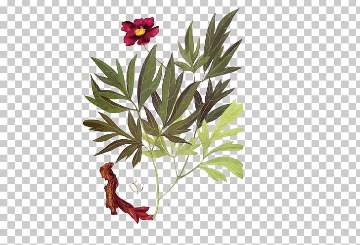 U8d64u828d Guizhi Fuling Wan Traditional Chinese Medicine Euclidean PNG, Clipart, Aromatic Herbs, Branch, Chinese Herbology, Chinese Herbs, Drug Free PNG Download