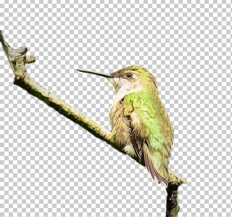 Hummingbird PNG, Clipart, Beak, Bird, Branch, Coraciiformes, Hummingbird Free PNG Download