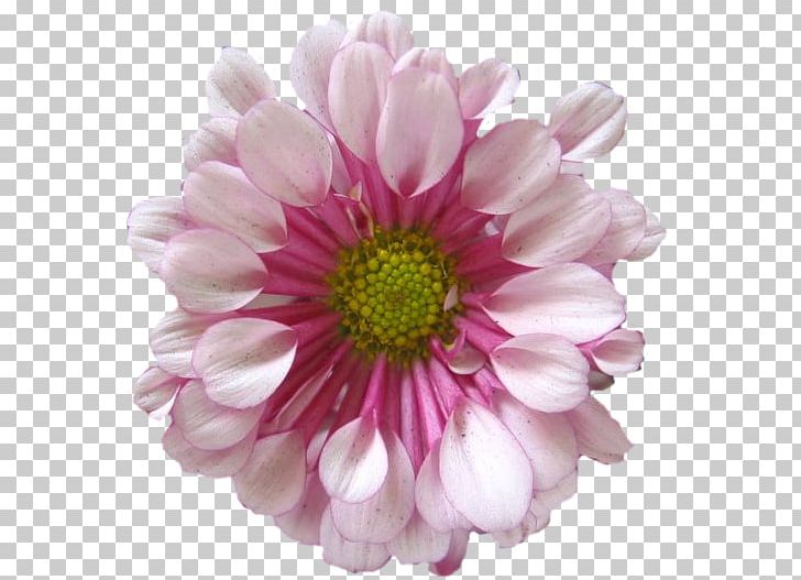 Chrysanthemum Marguerite Daisy Cut Flowers Dahlia Petal PNG, Clipart, Annual Plant, Argyranthemum, Aster, Chrysanthemum, Chrysanthemum Chrysanthemum Free PNG Download