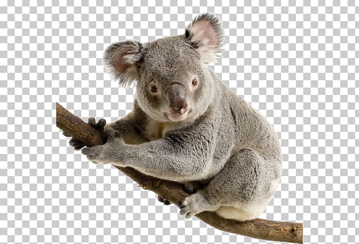 Koala Bear Giant Panda Cuteness PNG, Clipart, Animal, Animals, Australia, Baby Koalas, Computer Icons Free PNG Download