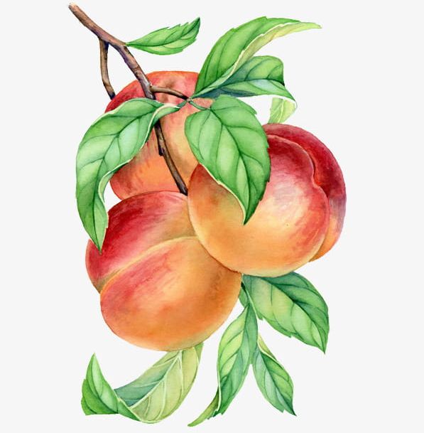 Painted Peach Peach Branches PNG, Clipart, App, Branch, Branches, Cartoon, Download Free PNG Download