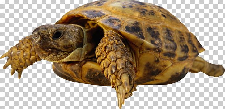 Turtle Chaco Tortoise PNG, Clipart, Amniote, Animals, Box Turtle, Download, Emydidae Free PNG Download