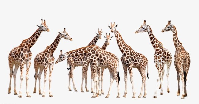 A Group Of Giraffes PNG, Clipart, A Clipart, Africa, Animal, Animals, Animals In The Wild Free PNG Download