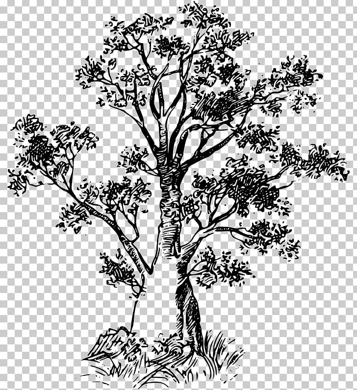 Baobab PNG, Clipart, Baobab, Black And White, Branch, Download, Drawing Free PNG Download