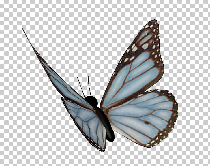 Butterfly Moth Insect Nymphalidae PNG, Clipart, Aile, Arthropod, Brush Footed Butterfly, Butterflies And Moths, Butterfly Free PNG Download